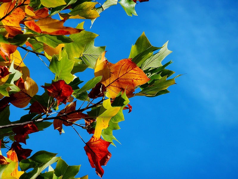 Autumn