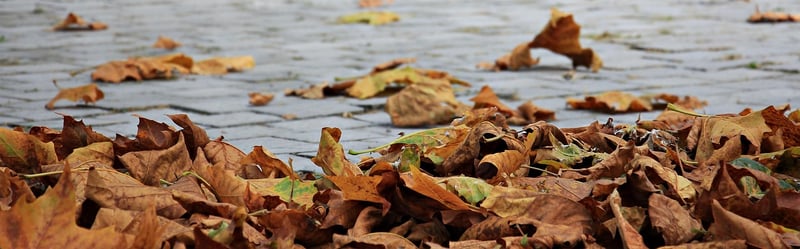 Autumn forest
